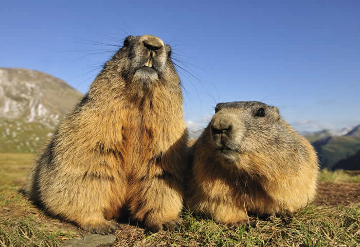 Animales De La Monta a Marmota Alpina