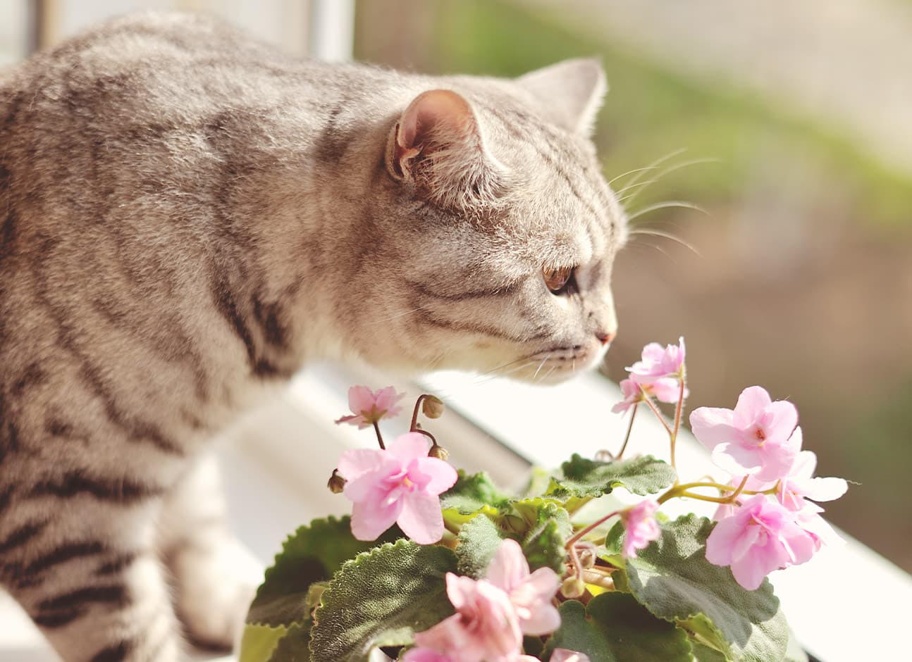Plantas de Interior NO Aptas para Gatos